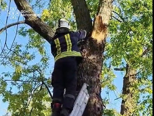 Шість метрів над землею: у Запоріжжі рятувальники визволили кота з дерева (фото)