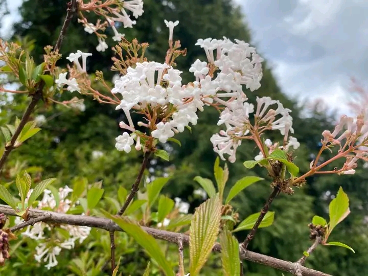 Весна, яку варто побачити: як у запорізькому ботсаду квітнуть сакури та магнолії (фото)