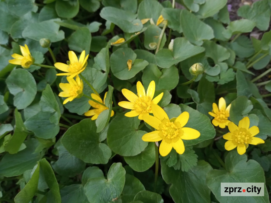 Води стало більше: як виглядає узбережжя Хортиці на початку квітня