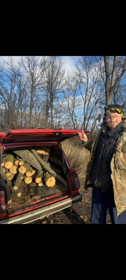 Понад 11 тисяч гривень збитків: Вільнянській громаді незаконно зрубали дерева