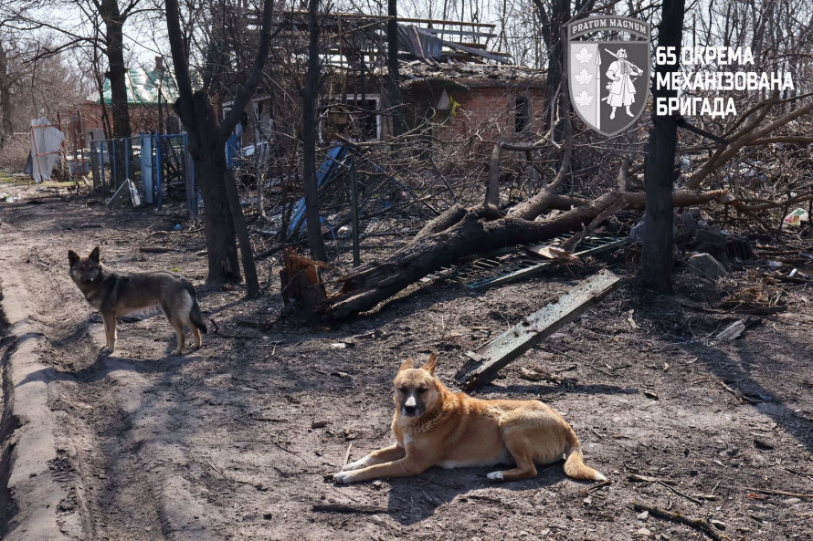 Собаки все ще чекають повернення господарів: як виглядає село Запорізького району у кіл-зоні (фото)