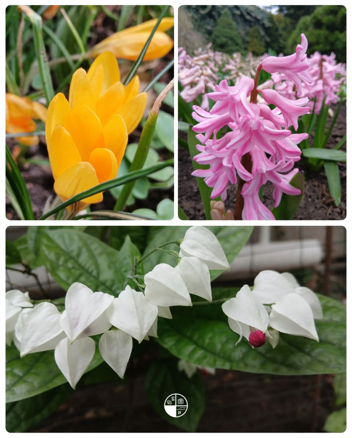 Сакура, магнолії, весняний настрій: запорізький ботанічний сад відкрився для відвідувачів (фото)