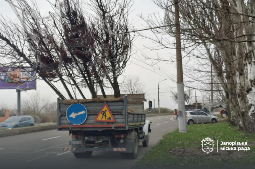 У Запоріжжя висадили нові дерева — у парку та сквері з'являться сакури та сливи Пісарді (фото, відео)