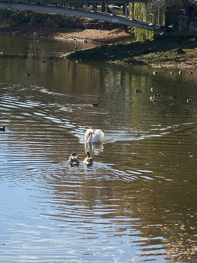 Трагедія в "Дубовому гаю" - у запорізькому парку собака загриз лебедя (фото)