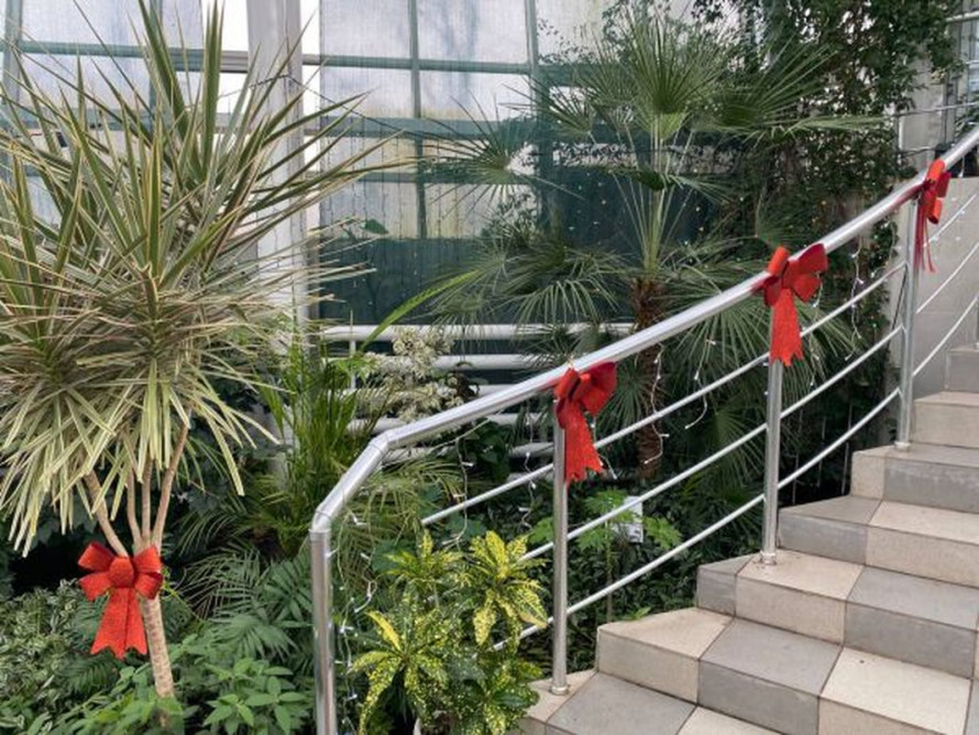 Освідчення серед пальм - у запорізькому ботсаду новий рік почався з романтичної події (фото)