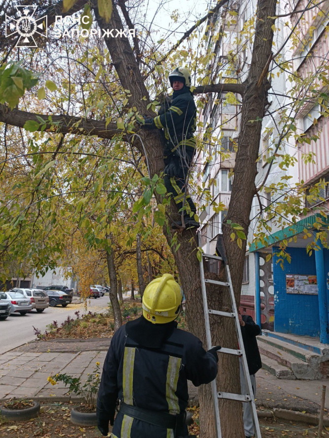 Зняли з триметрової висоти - у Запоріжжі врятували домашнього кота (фото)