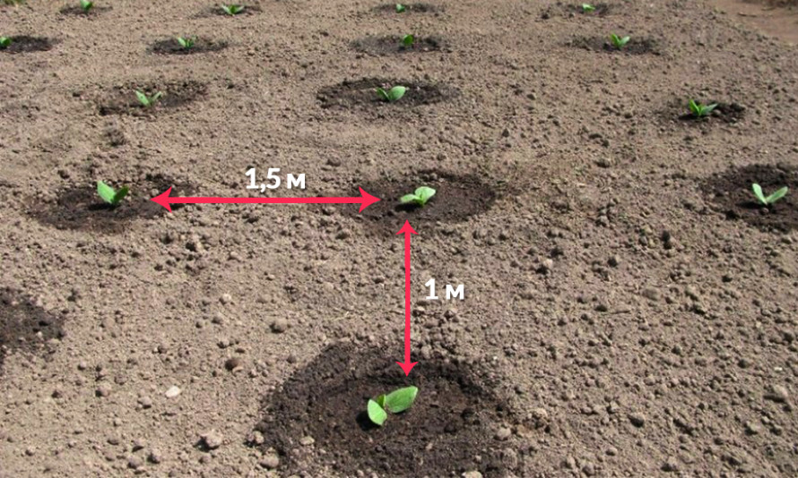 Коли садити кабачки: плюси та мінуси висадки насінням та розсадою