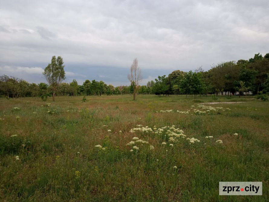 Весняна краса запорізького парку - в одному з районів міста цвітуть заборонені рослини