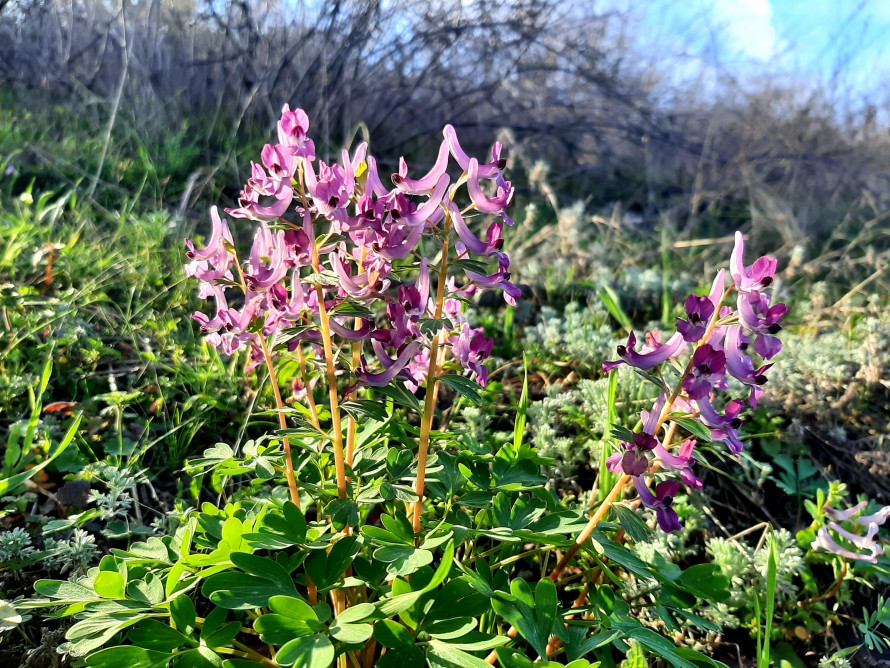 Тендітна краса: у Запоріжжі розцвіли квіти, з яких починається справжня весна - фото