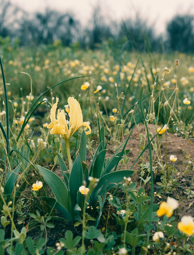 Сон-трава, рідкісні проліски та незвичайні півники: на схилах Хортиці розквітли первоцвіти (фото)
