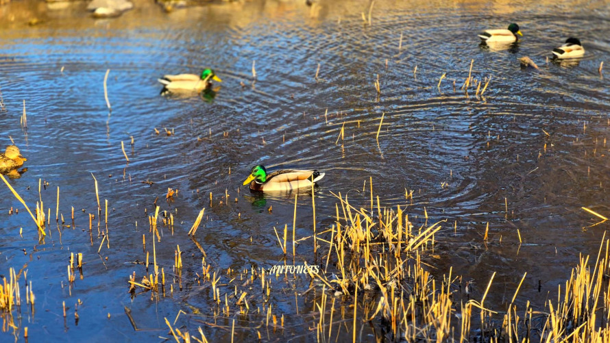 Сонце, качки і перші ознаки весни: як виглядає Вознесенівський парк у Запоріжжі на початку березня (фото)