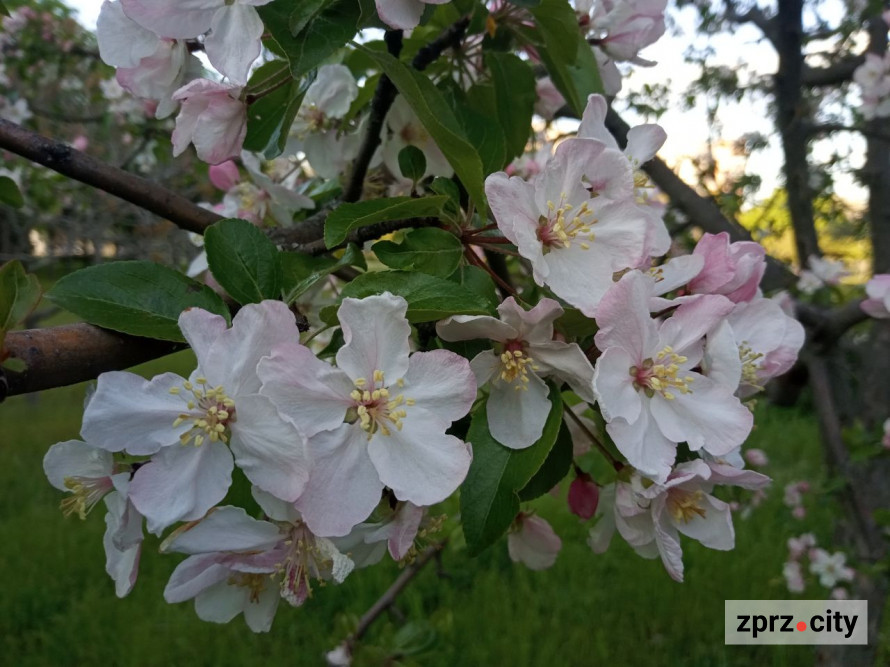 Засихає яблуня: які причини та як врятувати