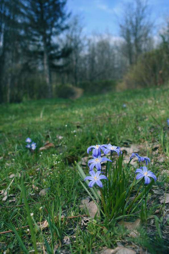 Сон-трава, рідкісні проліски та незвичайні півники: на схилах Хортиці розквітли первоцвіти (фото)