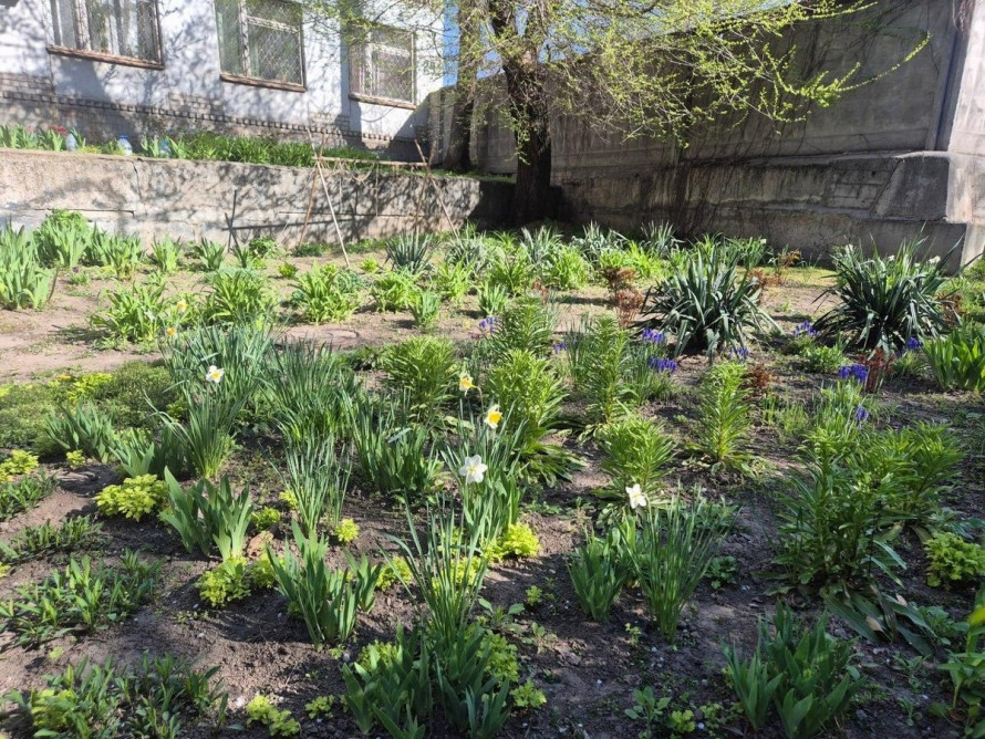 У модульному містечку Запоріжжя висадили алею молодих дерев