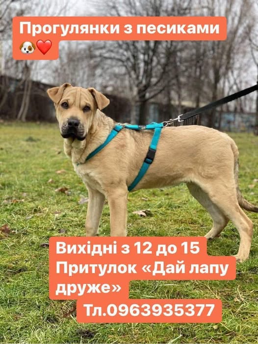 "Тварини не заслуговують бути вбитим" - ситуація у запорізькому притулку для тварин, зруйнованому ворожим дроном