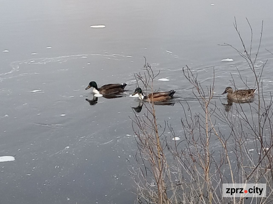 Води стало більше: як виглядає узбережжя Хортиці на початку квітня