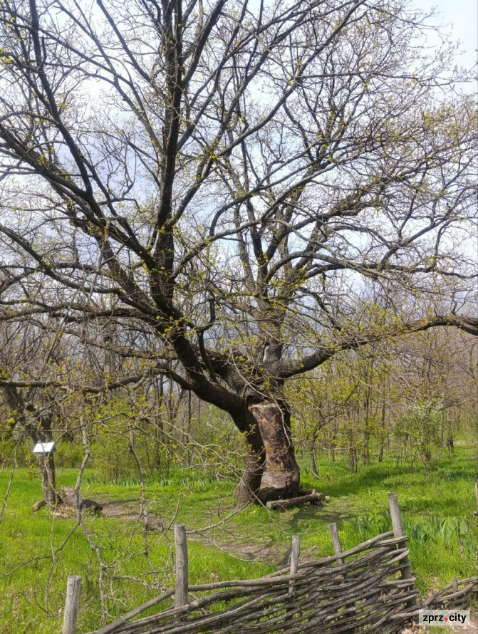 Дуб з кам'яним серцем: на Хортиці росте незвичайне дерево (фото)
