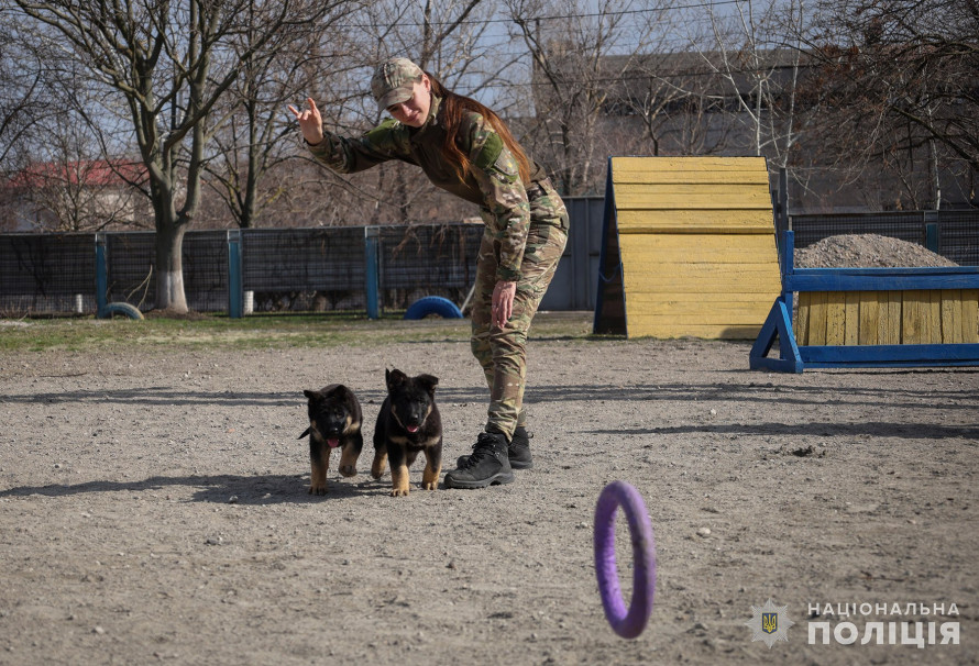 Запорізький кінологічний підрозділ поповнився чотирма хвостатими новобранцями (фото)