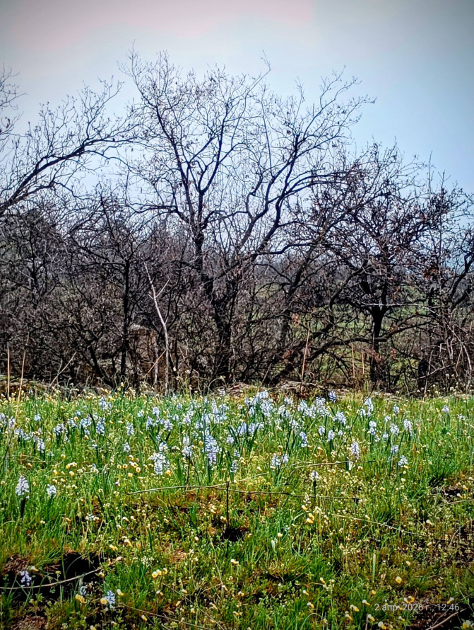Сон-трава, рідкісні проліски та незвичайні півники: на схилах Хортиці розквітли первоцвіти (фото)