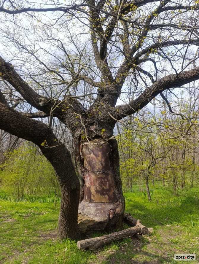 Дуб з кам'яним серцем: на Хортиці росте незвичайне дерево (фото)