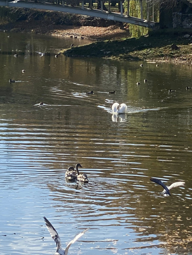 Трагедія в "Дубовому гаю" - у запорізькому парку собака загриз лебедя (фото)