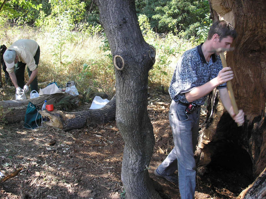 Дуб з кам'яним серцем: на Хортиці росте незвичайне дерево (фото)