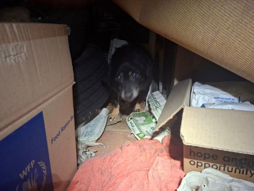 Коти та собаки залишаються безпорадними після обстрілів - волонтери закликають допомогти вивезти тварин із Малокатеринівки