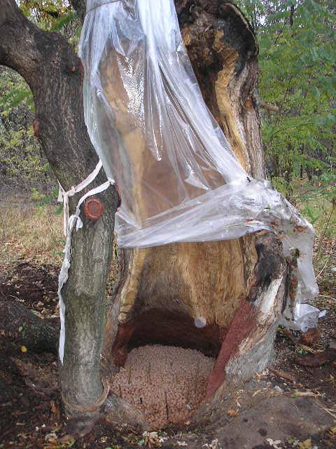 Дуб з кам'яним серцем: на Хортиці росте незвичайне дерево (фото)