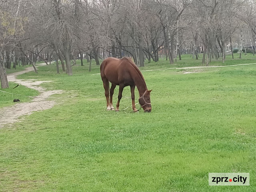 Сезон магнолій і лебеді: у вихідні в запорізькому парку був аншлаг - фото