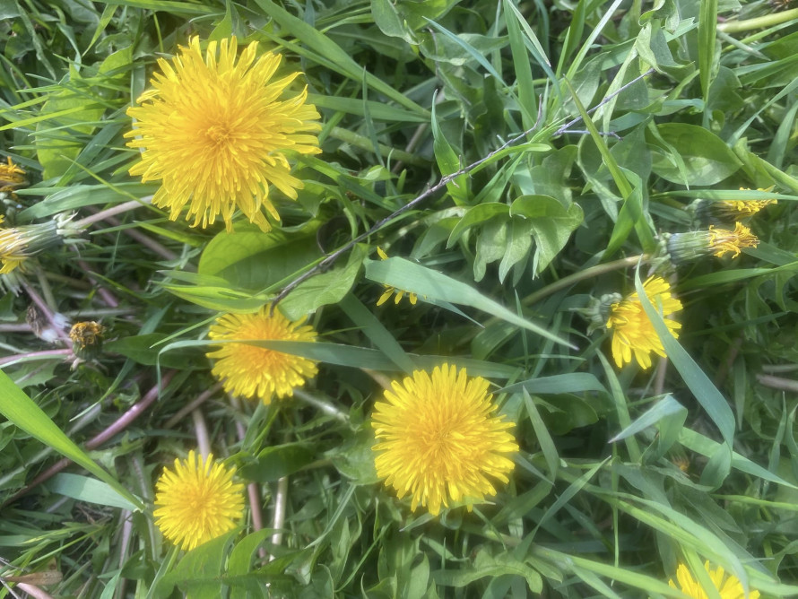 У головному парку Запоріжжя квітне сакура: чим ще можна помилуватись - фото