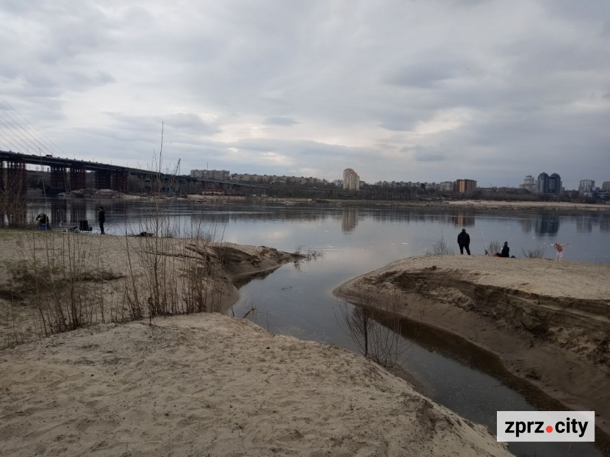 На місці колишнього дна Дніпра на узбережжі Хортиці виріс тополевий ліс висотою у два людські зрости - фото