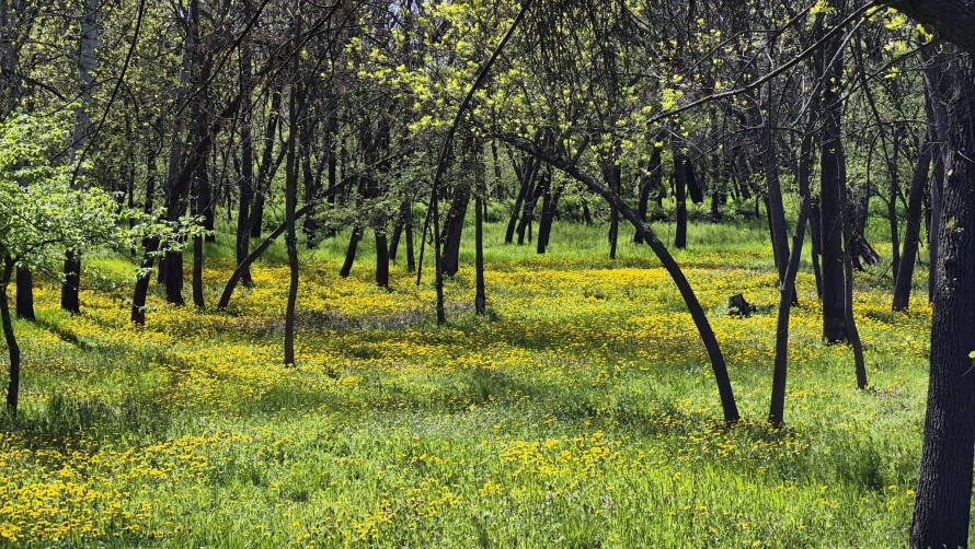 У головному парку Запоріжжя квітне сакура: чим ще можна помилуватись - фото
