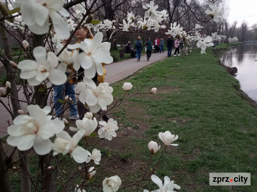 Сезон магнолій і лебеді: у вихідні в запорізькому парку був аншлаг - фото