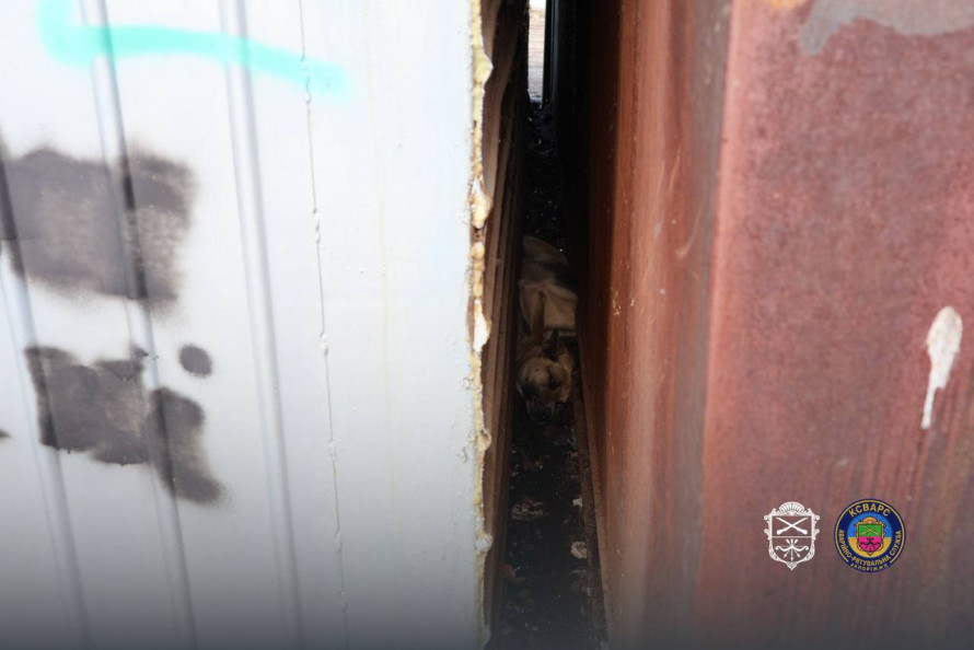 У Запоріжжі пес опинився у пастці: небайдужі люди почули скавчання