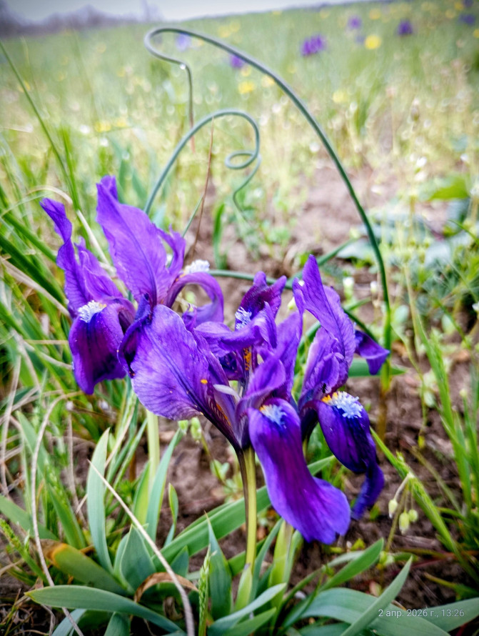 Сон-трава, рідкісні проліски та незвичайні півники: на схилах Хортиці розквітли первоцвіти (фото)