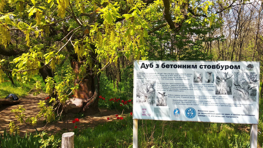 Дуб з кам'яним серцем: на Хортиці росте незвичайне дерево (фото)