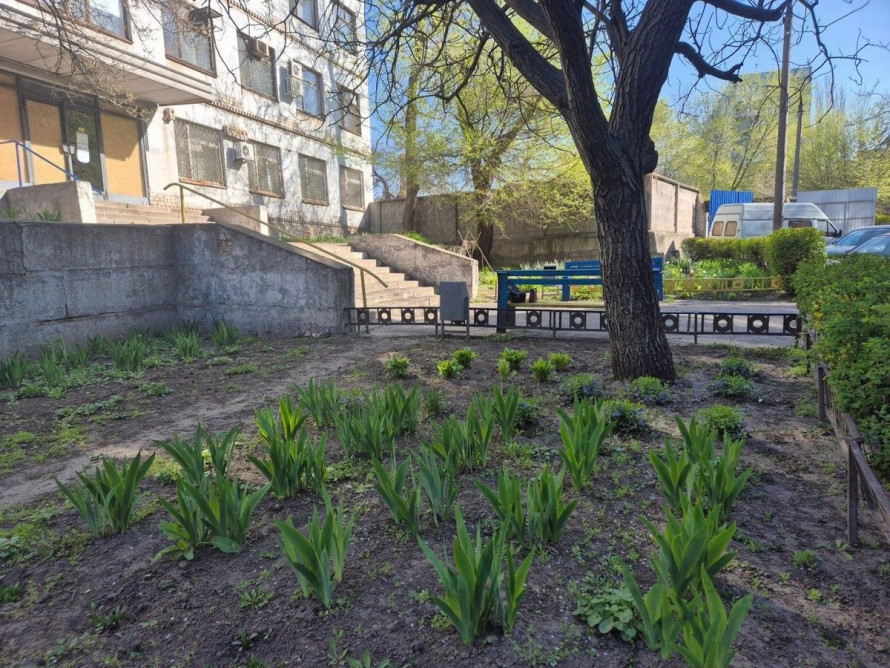 У модульному містечку Запоріжжя висадили алею молодих дерев