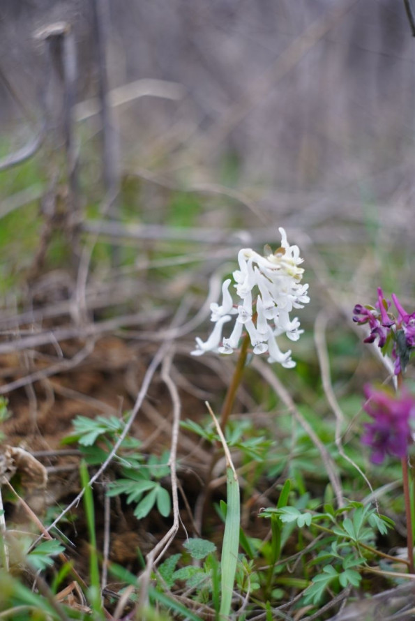 Тендітна краса: у Запоріжжі розцвіли квіти, з яких починається справжня весна - фото