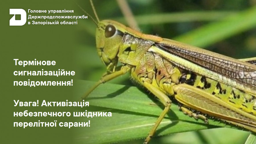 Громада у Запорізькій області потерпає від нашестя сарани - місцева влада розповіла, як буде боротись зі шкідником