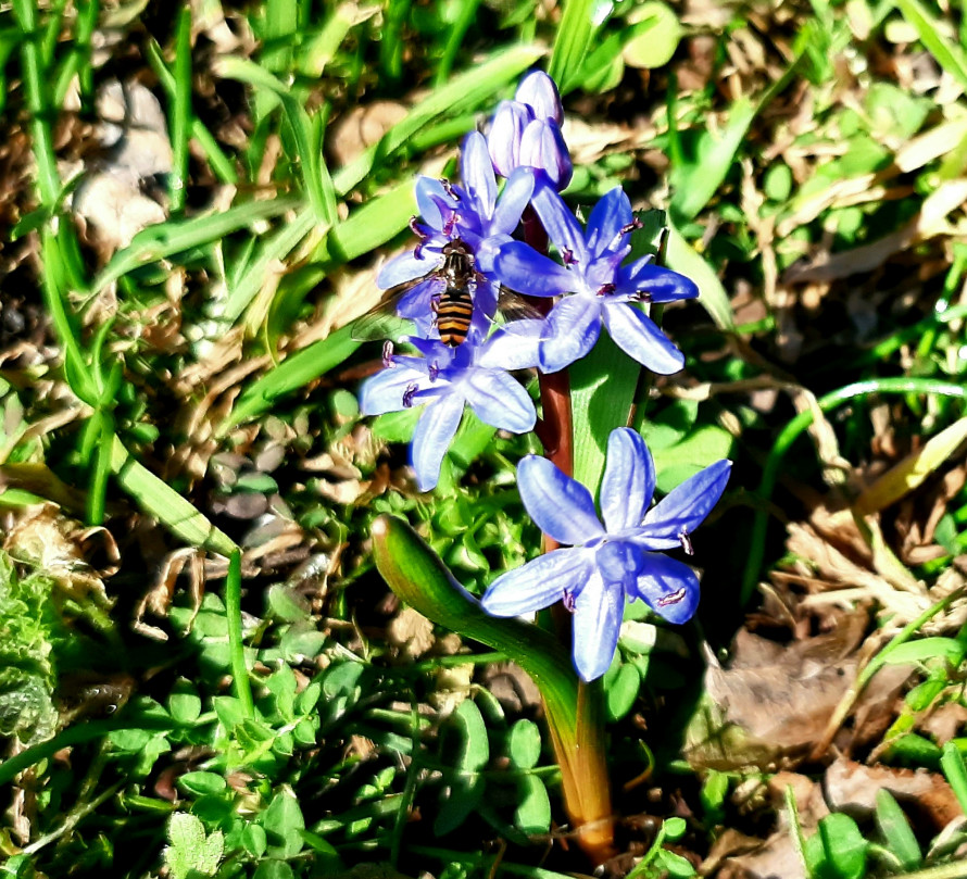 Блакитні та жовті вісники весни: на Хортиці з’явилися первоцвіти (фото)