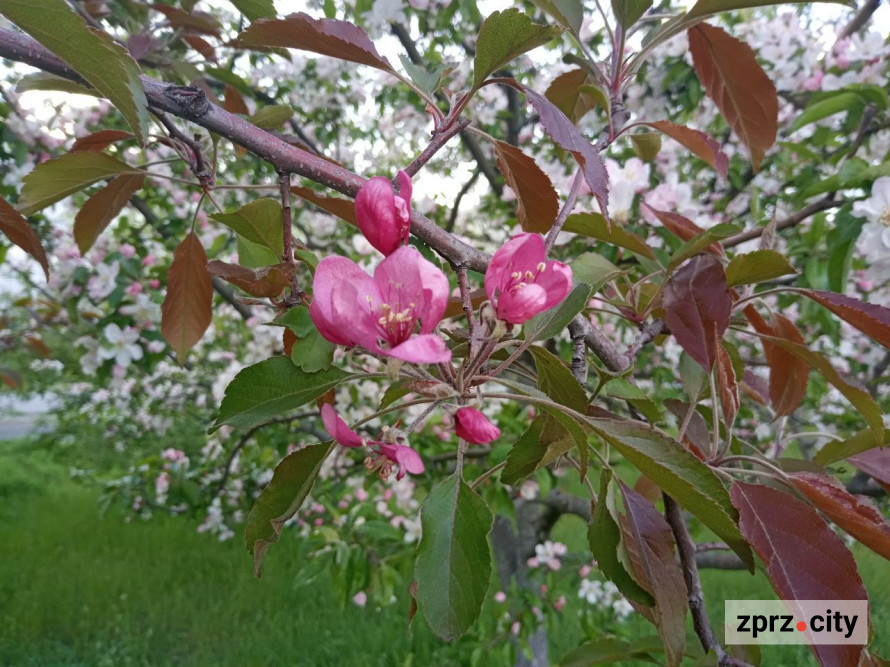 Засихає яблуня: які причини та як врятувати