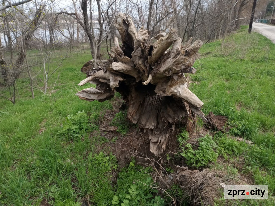 Води стало більше: як виглядає узбережжя Хортиці на початку квітня