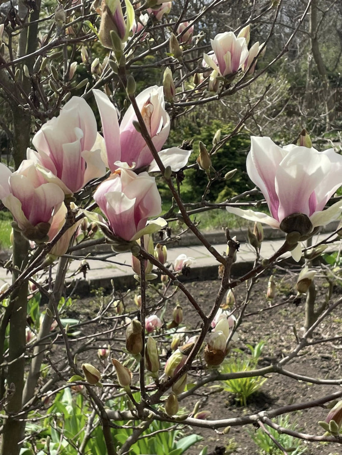 Сакура, магнолії, весняний настрій: запорізький ботанічний сад відкрився для відвідувачів (фото)