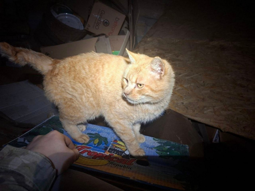 Коти та собаки залишаються безпорадними після обстрілів - волонтери закликають допомогти вивезти тварин із Малокатеринівки