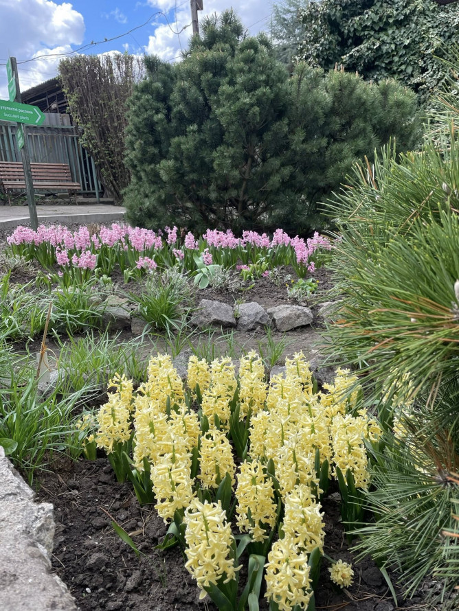 Сакура, магнолії, весняний настрій: запорізький ботанічний сад відкрився для відвідувачів (фото)