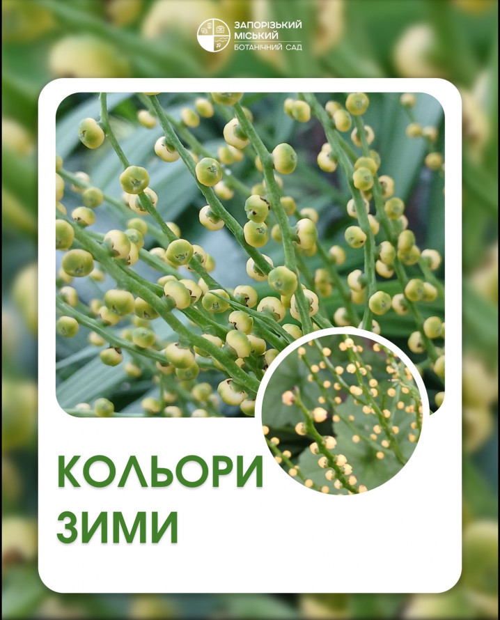 Підтримуємо свій моральний стан - афіша культурних подій у Запоріжжі 6-8 лютого