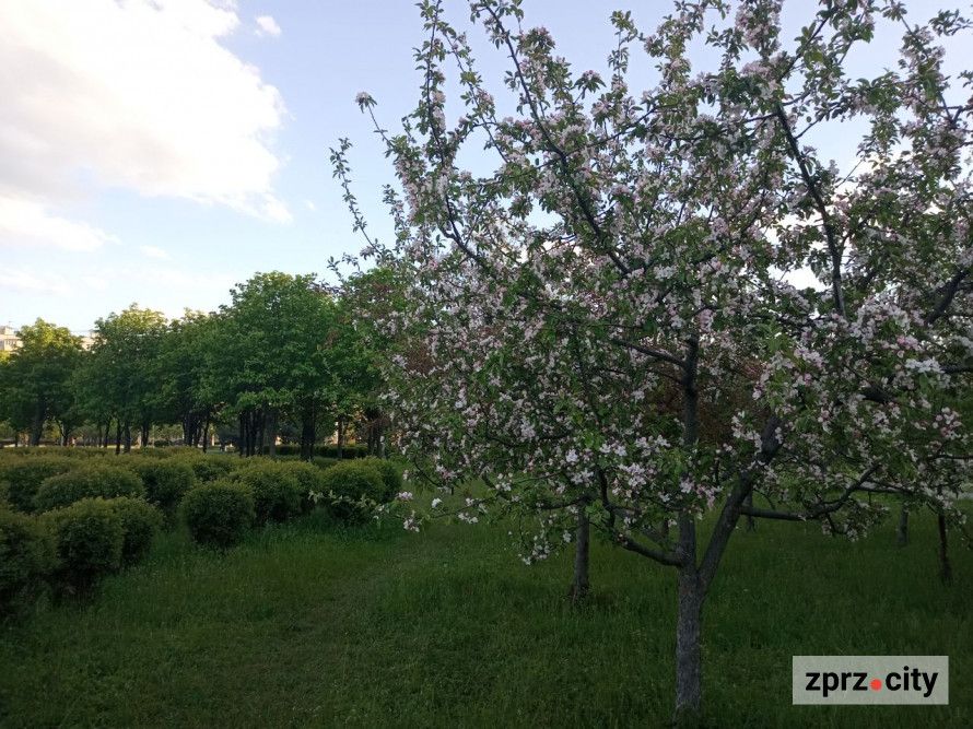 Засихає яблуня: які причини та як врятувати