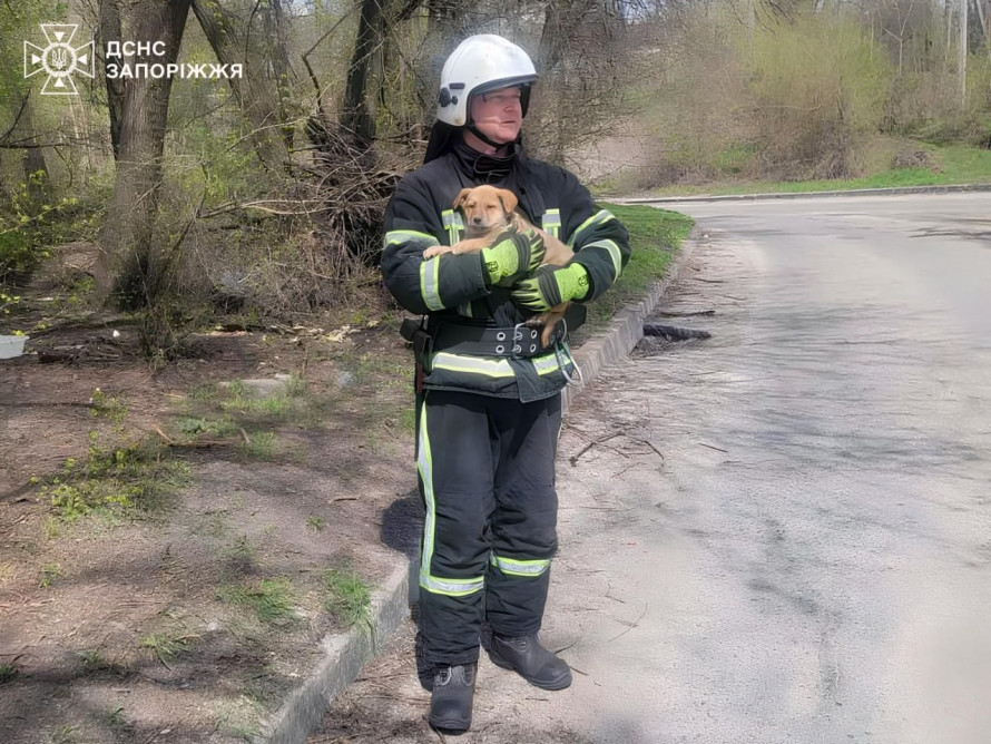 У Запоріжжі діставали з колодязя одне цуценя, а в результаті врятували трьох - фото