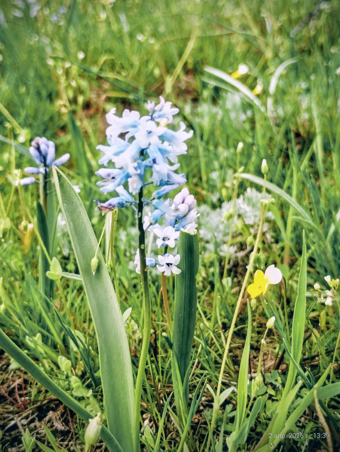 Сон-трава, рідкісні проліски та незвичайні півники: на схилах Хортиці розквітли первоцвіти (фото)