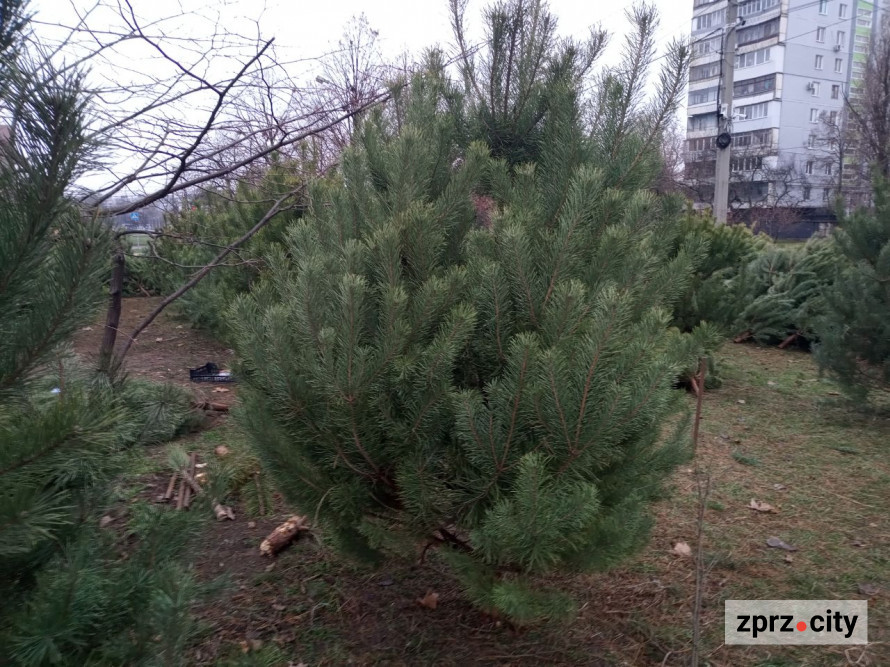 В традиційному місці наймолодшого району Запоріжжя запрацював ялинковий базар - фото
